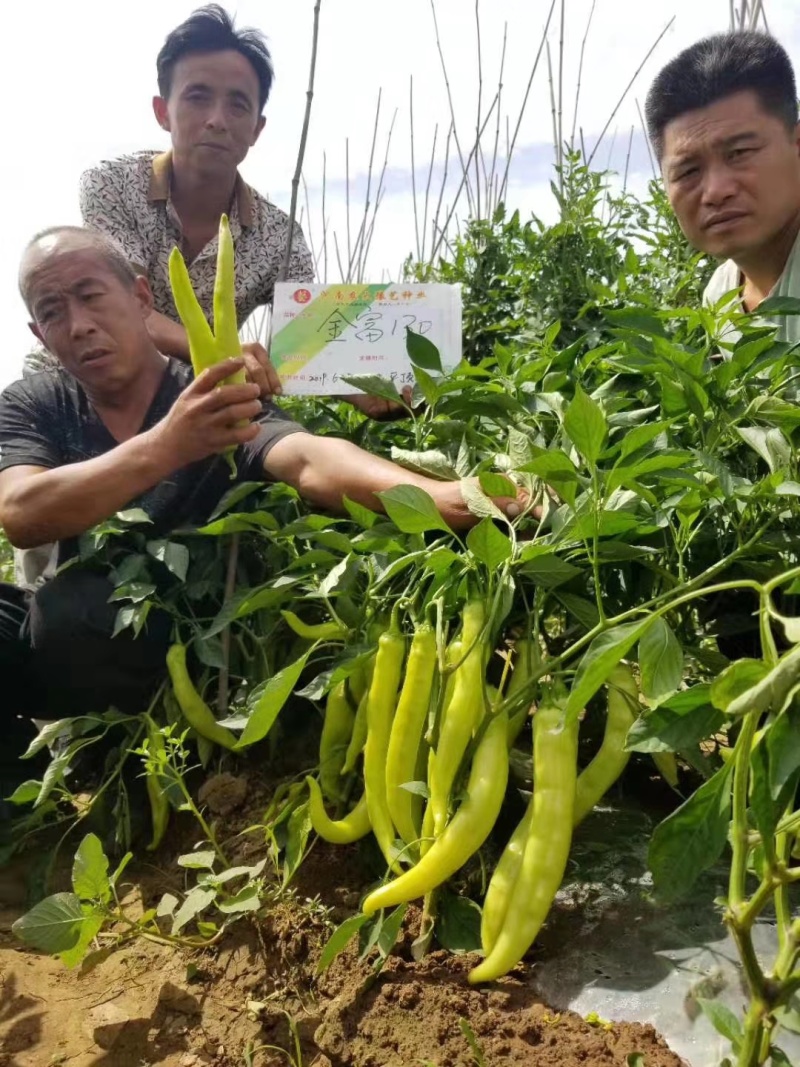 金富168黄皮大辣椒种子早熟叶片小单果100克长28厘米