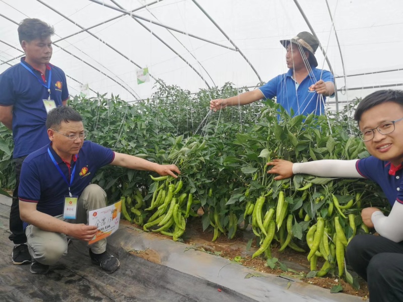 金富168黄皮大辣椒种子早熟叶片小单果100克长28厘米
