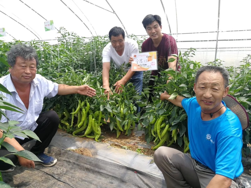 金富168黄皮大辣椒种子早熟叶片小单果100克长28厘米