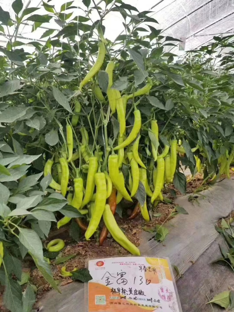 金富168黄皮大辣椒种子早熟叶片小单果100克长28厘米