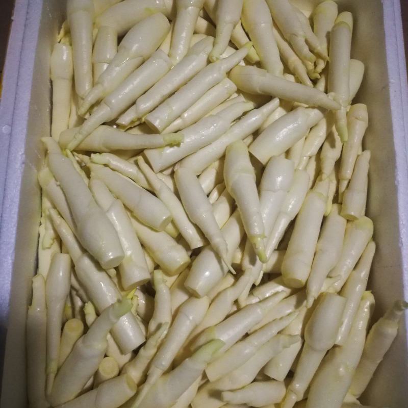 精品茭白