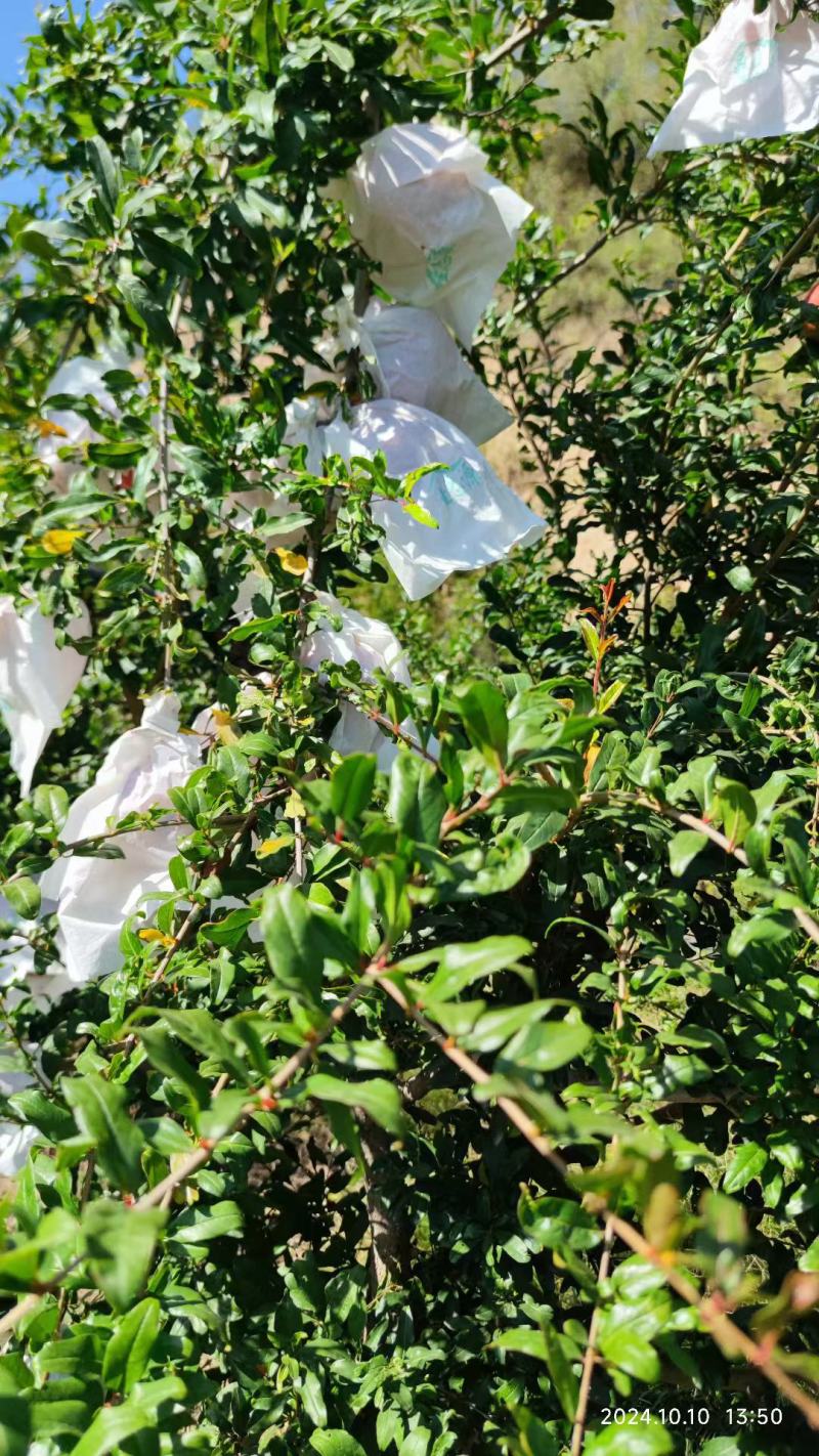 河南灵宝突尼斯软籽石榴，产地直供，大量现货