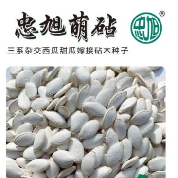 三系杂交西瓜甜瓜嫁接砧木种子叶片小黑绿黑颈抗病能力强苗床
