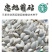 三系杂交西瓜甜瓜嫁接砧木种子叶片小黑绿黑颈抗病能力强苗床