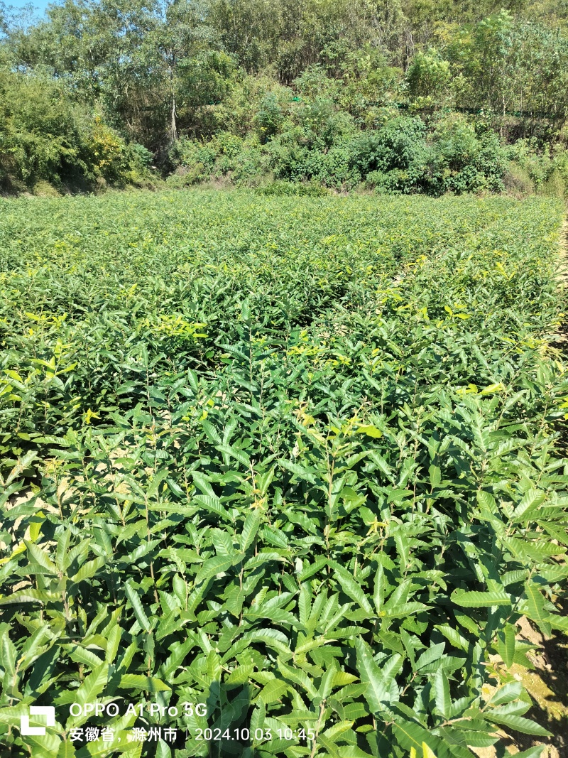 麻栎苗，栓皮栎苗。