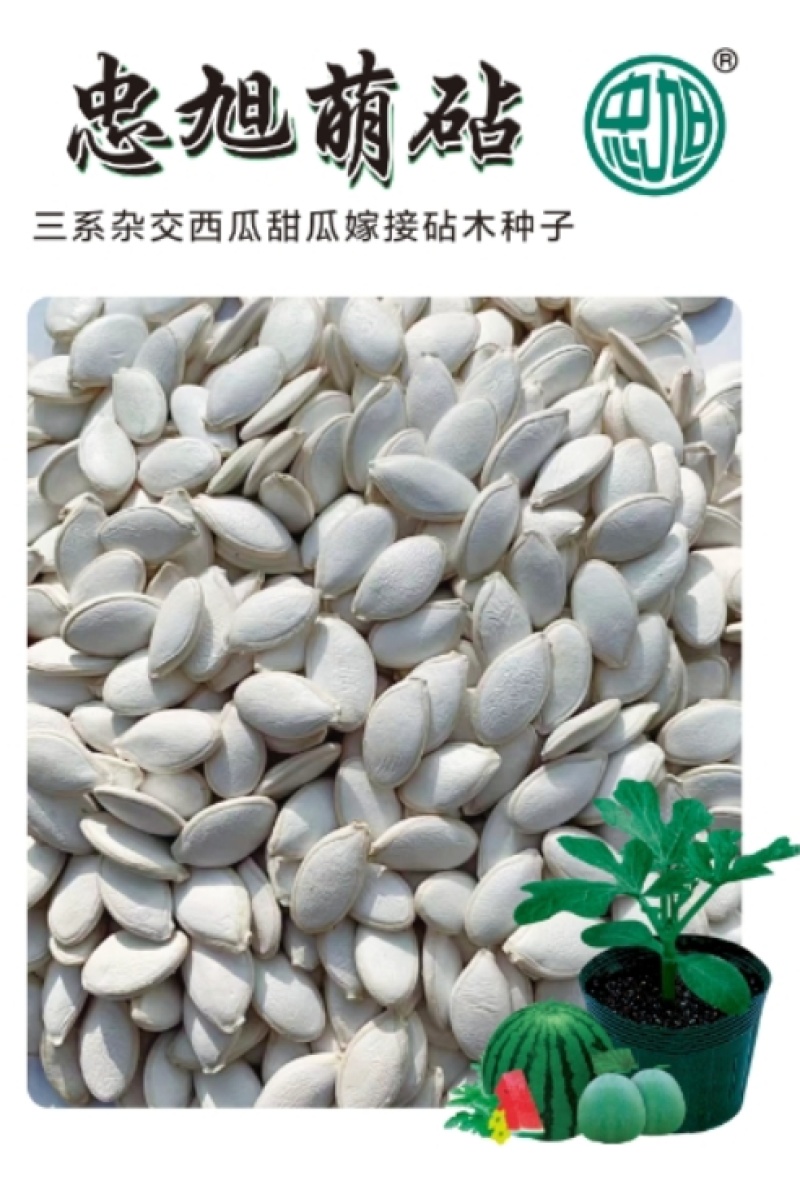 三系杂交西瓜甜瓜嫁接砧木种子叶片小黑绿黑颈抗病能力强苗床