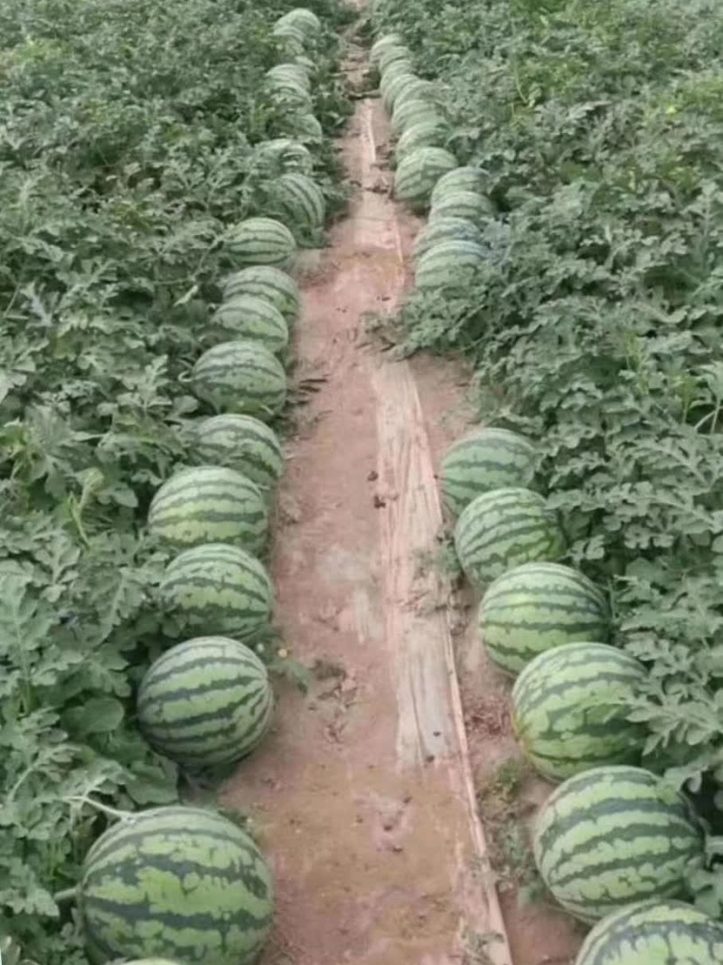 三系杂交西瓜甜瓜嫁接砧木种子叶片小黑绿黑颈抗病能力强苗床
