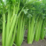 西芹大西芹电商市场专用带叶子精品西芹批发