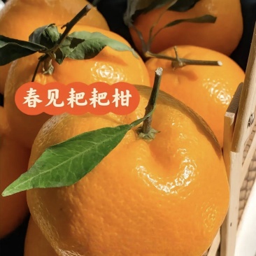 春见耙耙柑甜得扣卡