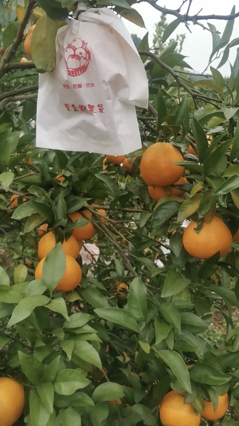 春见耙耙柑甜得扣卡