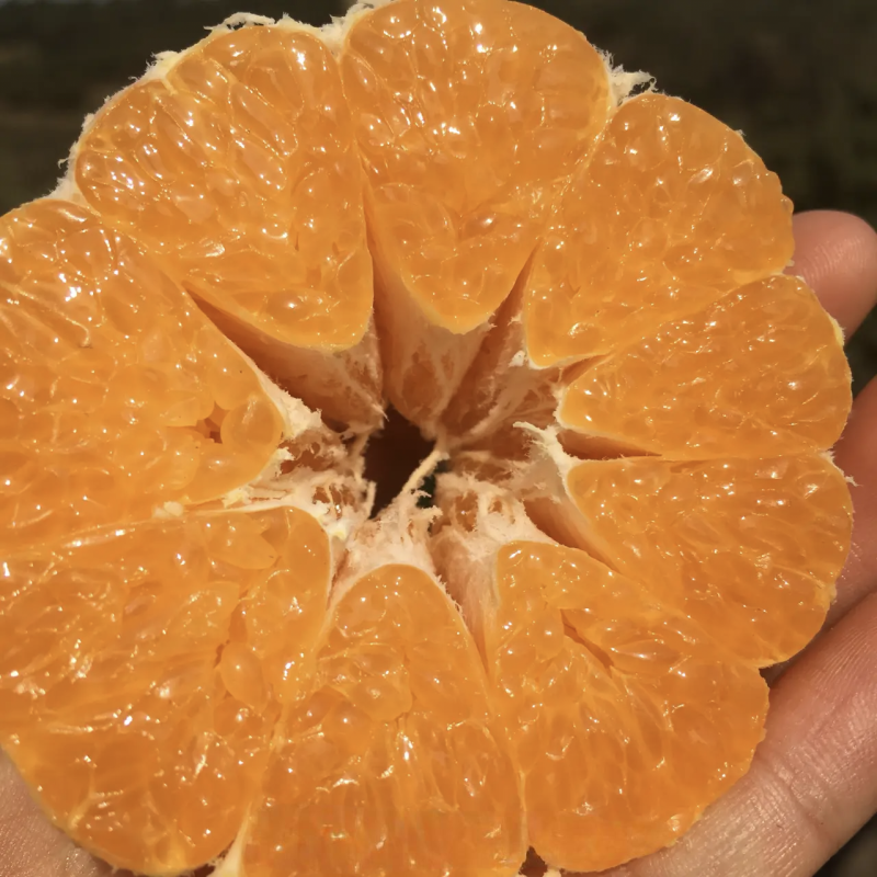 春见耙耙柑甜得扣卡