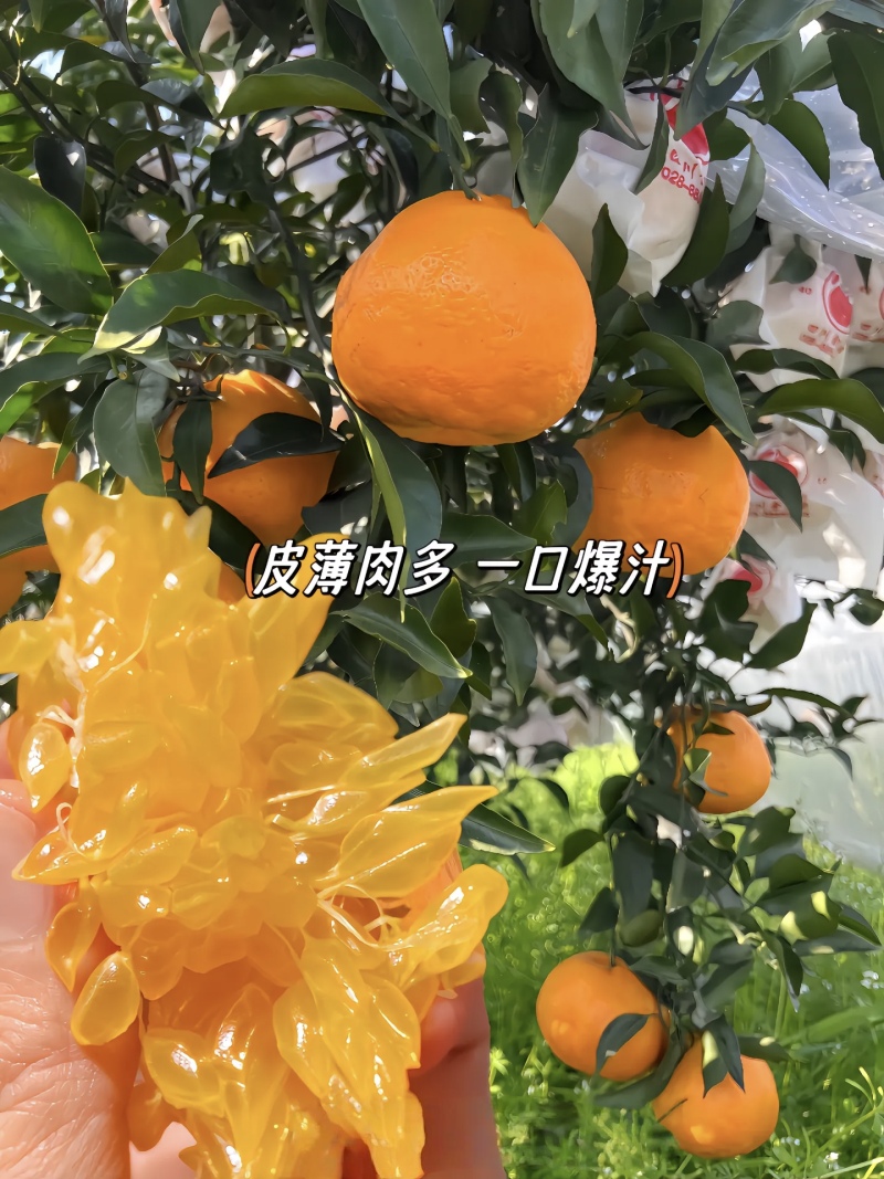 春见耙耙柑甜得扣卡