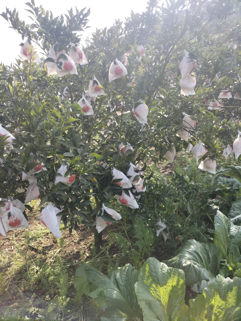 春见耙耙柑甜得扣卡