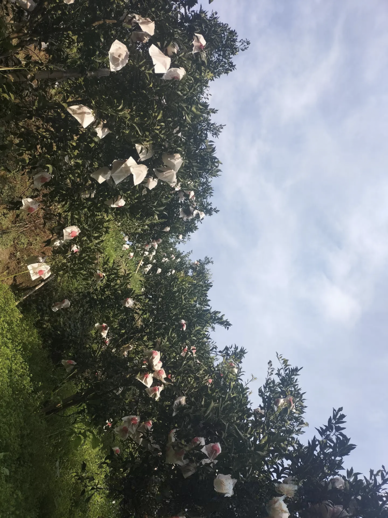 春见耙耙柑甜得扣卡