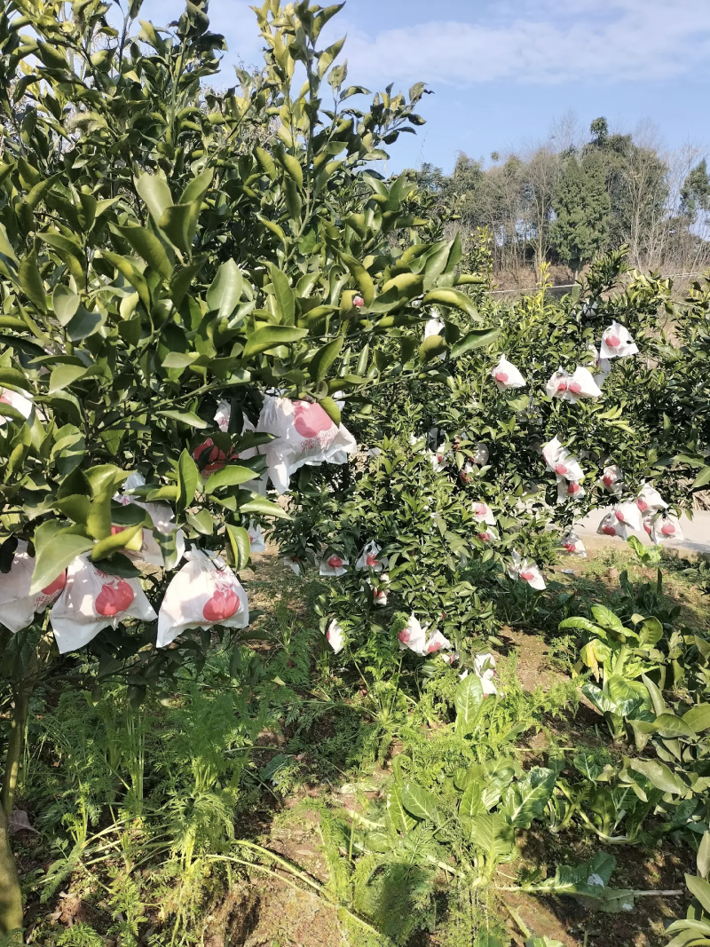 春见耙耙柑甜得扣卡
