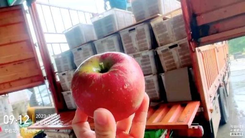 三蒸三烤红富士苹果干原味0添加