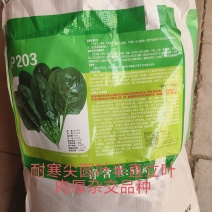 半直立菠菜种子圆形厚叶耐寒叶肉厚品质好一亩地3斤