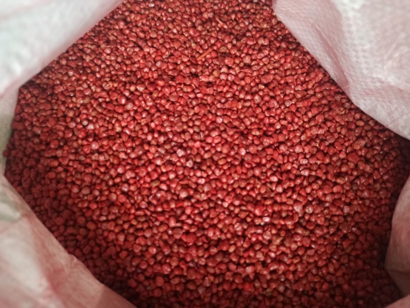 半直立菠菜种子圆形厚叶耐寒叶肉厚品质好一亩地3斤