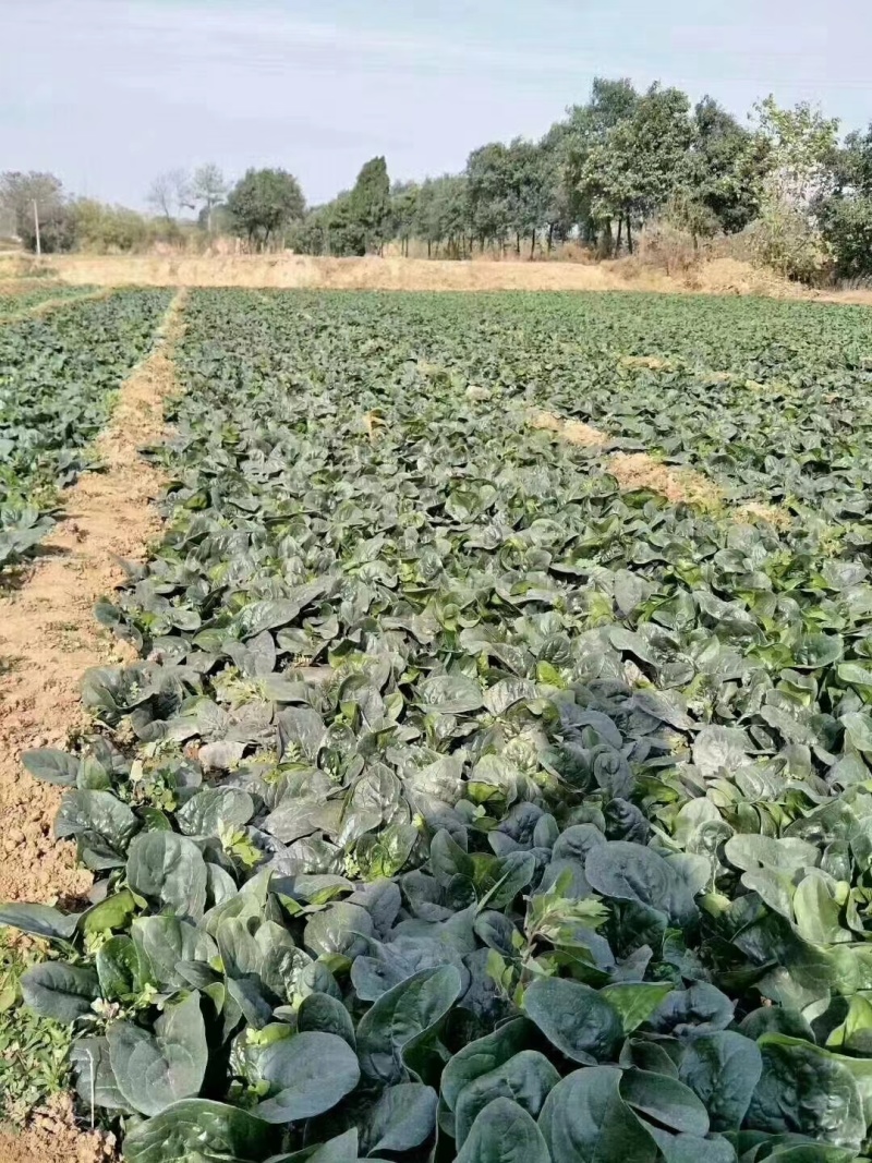 半直立菠菜种子圆形厚叶耐寒叶肉厚品质好一亩地3斤