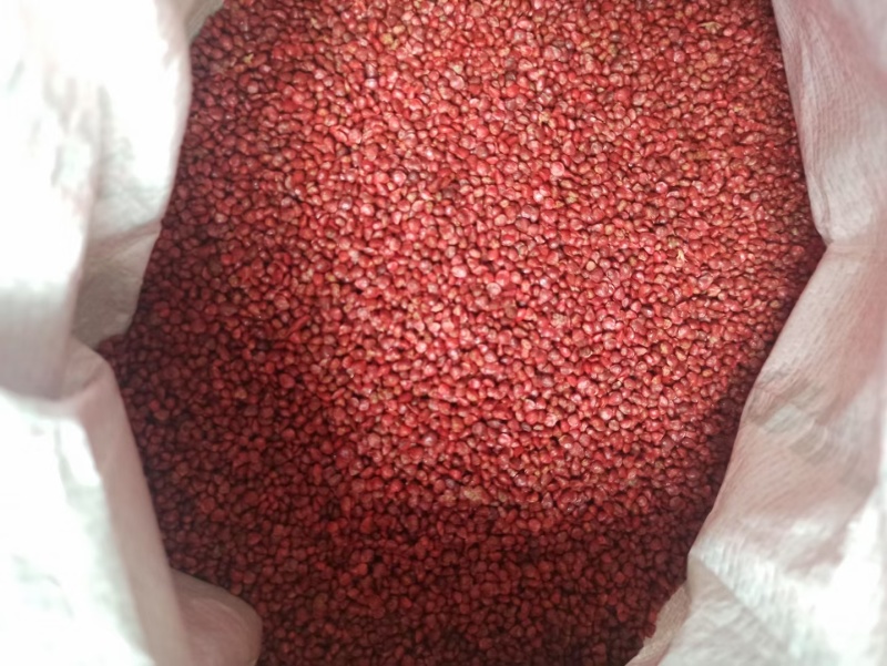 半直立菠菜种子圆形厚叶耐寒叶肉厚品质好一亩地3斤