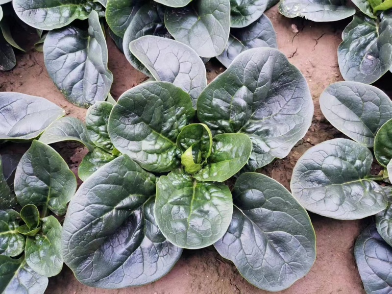 半直立菠菜种子圆形厚叶耐寒叶肉厚品质好一亩地3斤