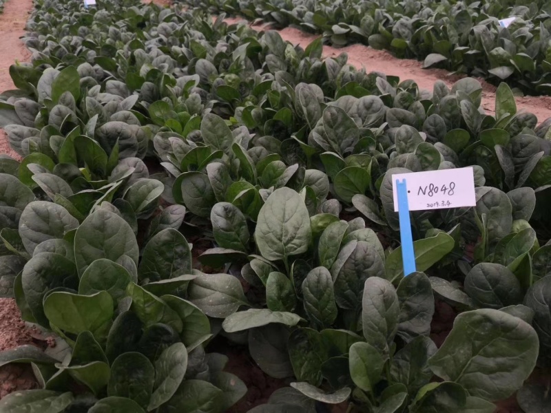 半直立菠菜种子圆形厚叶耐寒叶肉厚品质好一亩地3斤