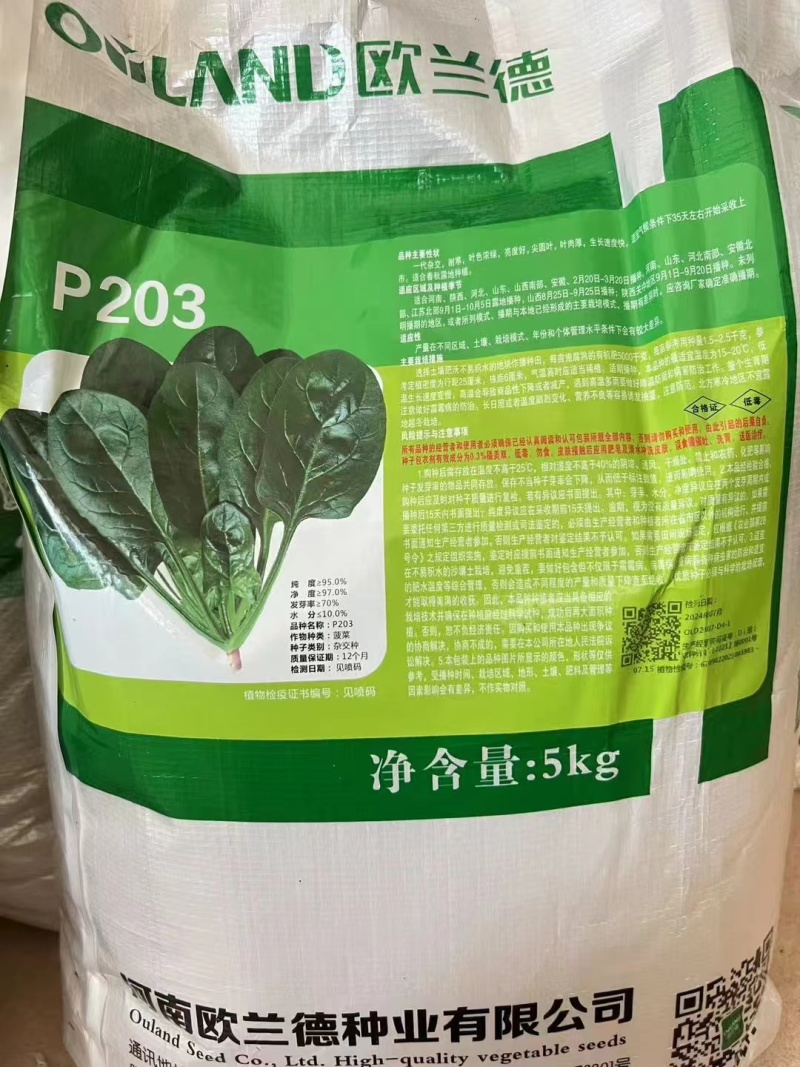 半直立菠菜种子圆形厚叶耐寒叶肉厚品质好一亩地3斤