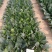 半直立菠菜种子圆形厚叶耐寒叶肉厚品质好一亩地3斤