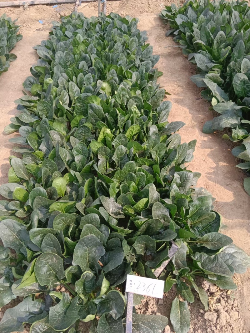 半直立菠菜种子圆形厚叶耐寒叶肉厚品质好一亩地3斤