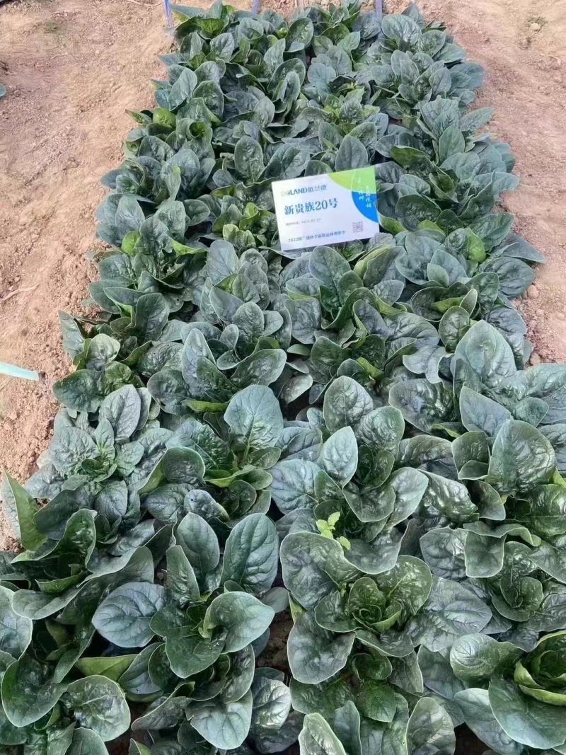 半直立菠菜种子圆形厚叶耐寒叶肉厚品质好一亩地3斤