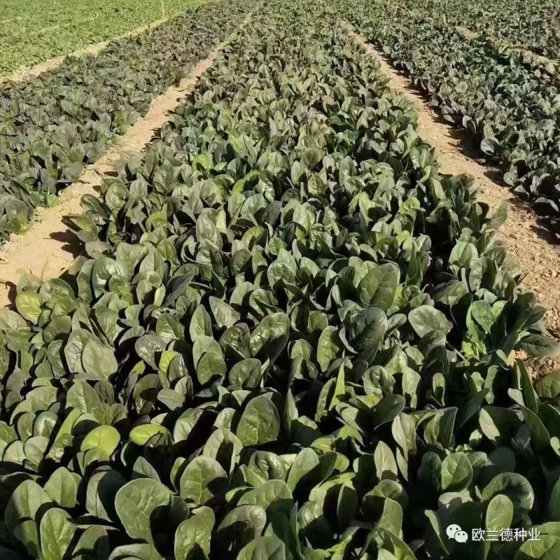 半直立菠菜种子圆形厚叶耐寒叶肉厚品质好一亩地3斤