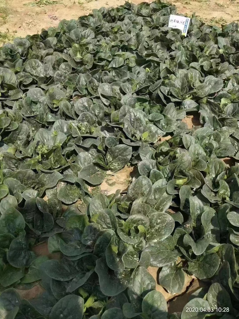 半直立菠菜种子圆形厚叶耐寒叶肉厚品质好一亩地3斤