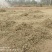 2025花生秧快下来了欢迎新老客户预定数量不多200吨