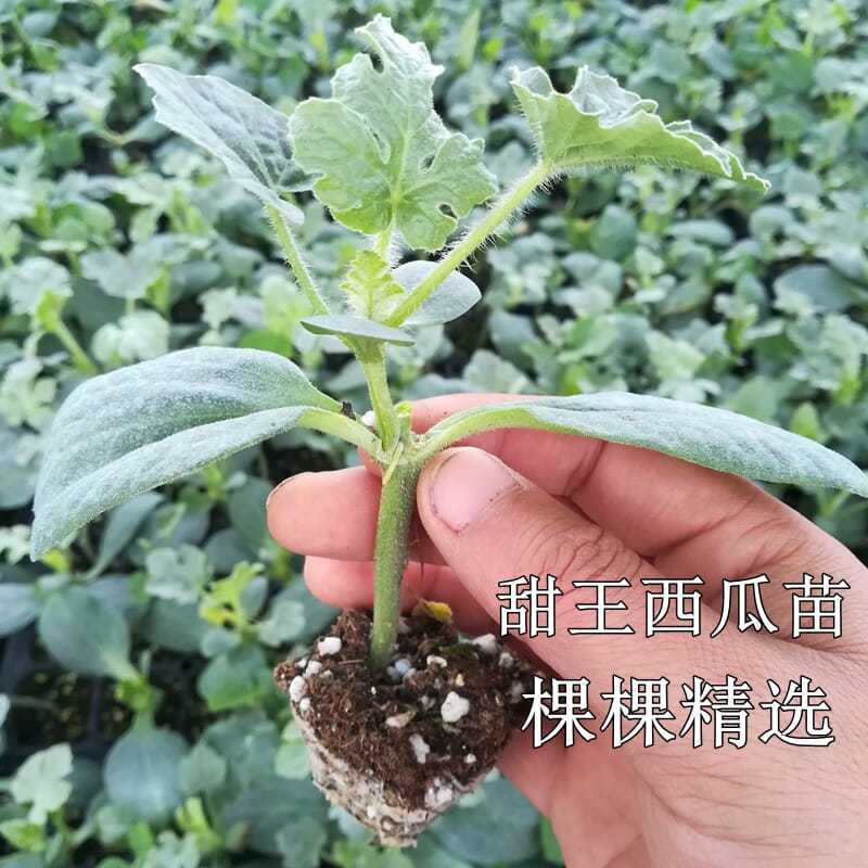 西瓜苗嫁接甜王西瓜苗美都圆形西瓜苗根系发达成活高