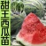 西瓜苗嫁接甜王西瓜苗美都圆形西瓜苗根系发达成活高