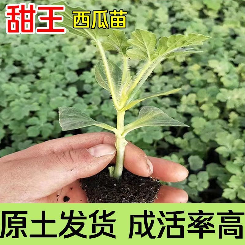 西瓜苗嫁接甜王西瓜苗美都圆形西瓜苗根系发达成活高