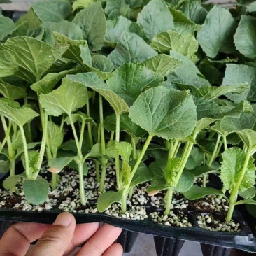 甜瓜苗直播正圆玉菇甜瓜苗育苗基地直供根系发达成活高