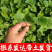 甜瓜苗直播正圆玉菇甜瓜苗育苗基地直供根系发达成活高