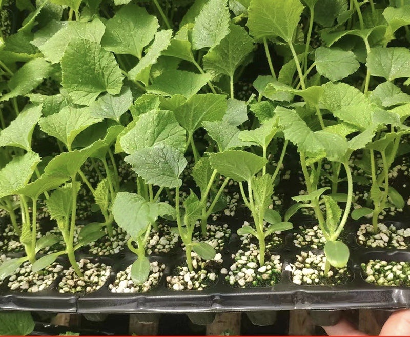 甜瓜苗直播正圆玉菇甜瓜苗育苗基地直供根系发达成活高