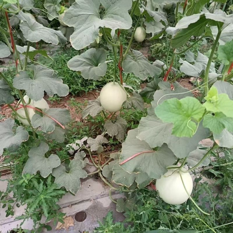 甜瓜苗直播正圆玉菇甜瓜苗育苗基地直供根系发达成活高