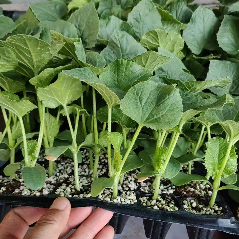 甜瓜苗直播正圆玉菇甜瓜苗育苗基地直供根系发达成活高