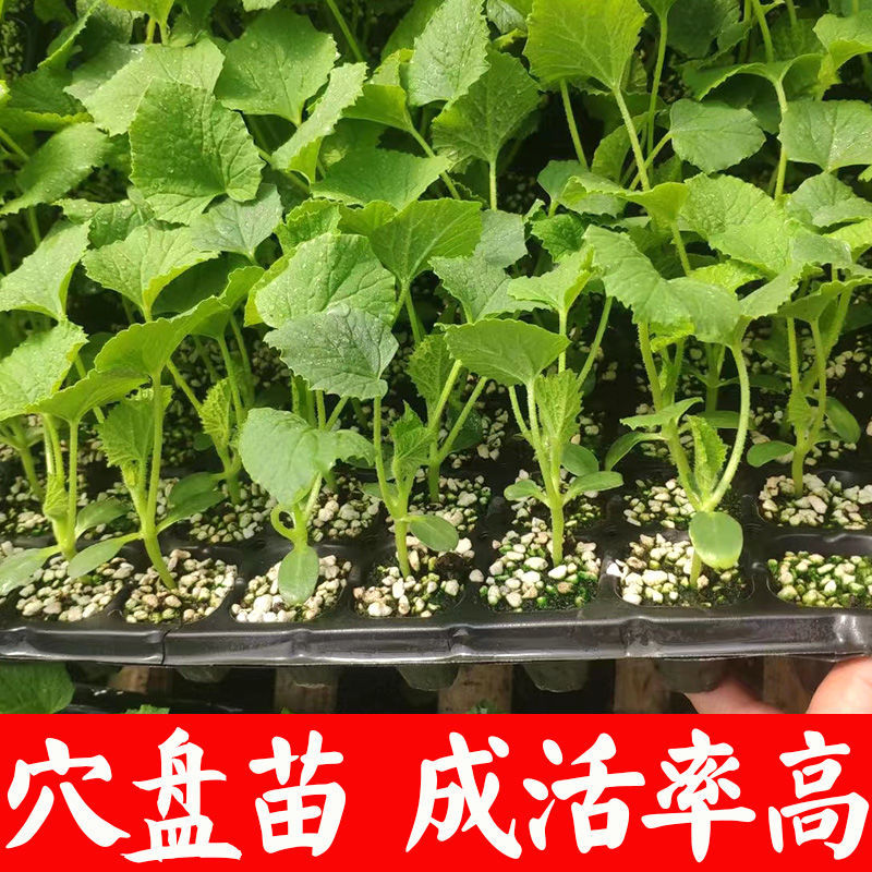 甜瓜苗直播正圆玉菇甜瓜苗育苗基地直供根系发达成活高