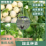 甜瓜苗直播正圆玉菇甜瓜苗育苗基地直供根系发达成活高