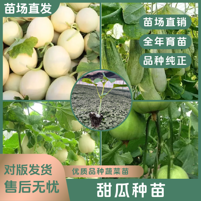 甜瓜苗直播正圆玉菇甜瓜苗育苗基地直供根系发达成活高
