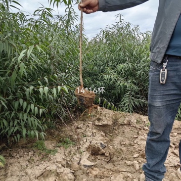 营养杯山桃