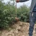 营养杯山桃