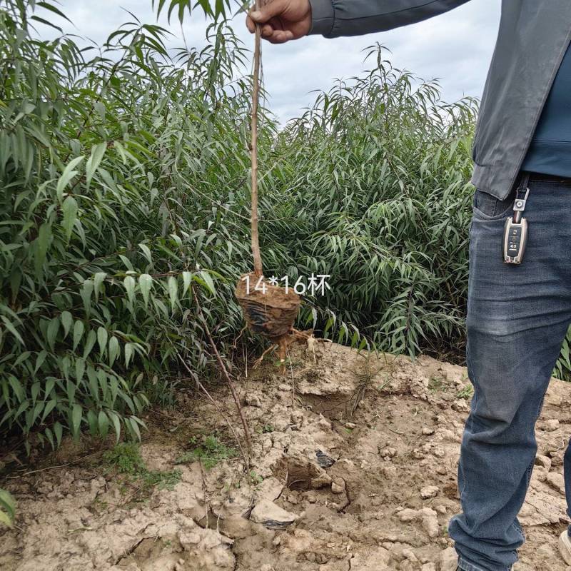 营养杯山桃