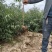 营养杯山桃