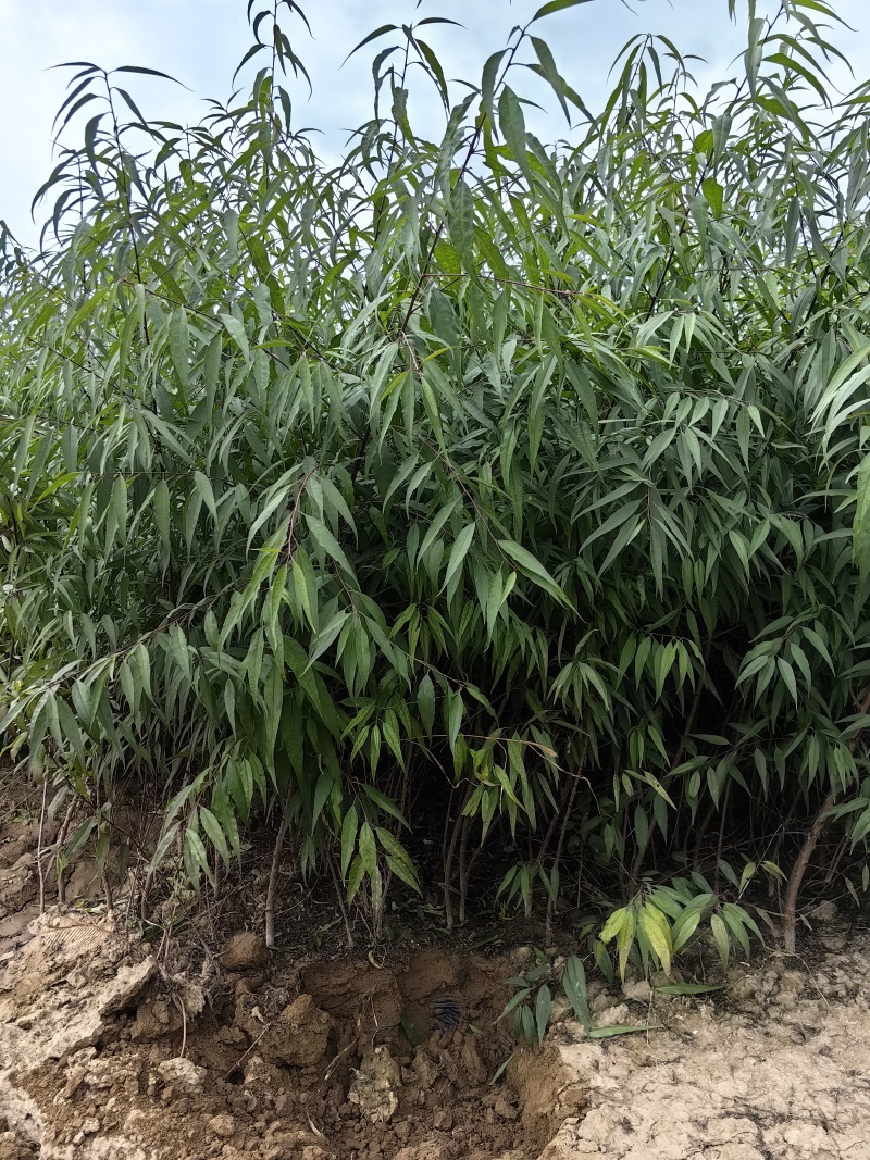 营养杯山桃
