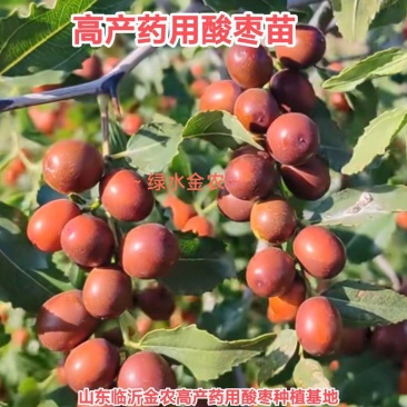 酸枣苗高产药用酸枣苗高产药用双仁酸枣苗10月底销售